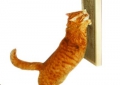 Kunduchi Cat Scratcher Wooden Wall Unit CSWU/8